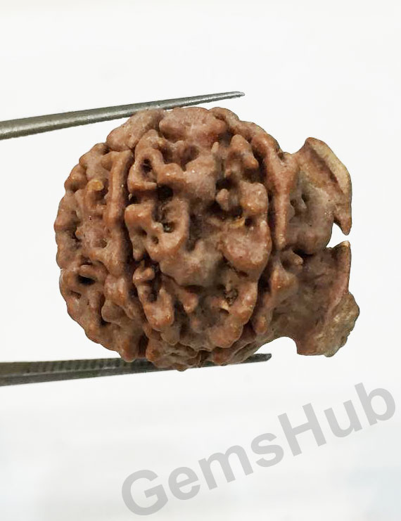 Natural Nepali Ganesh Rudraksha